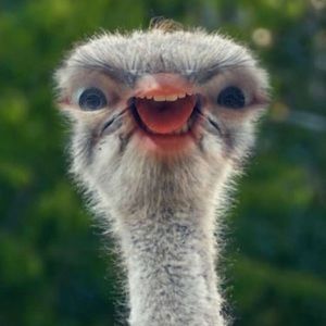 Meet your Posher, Jade